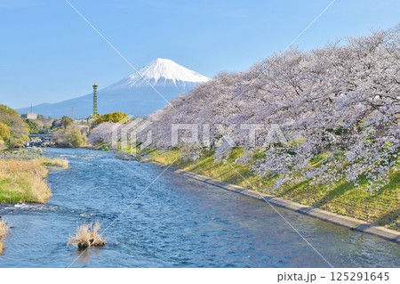 桜満開の龍巌淵 静岡 桜満開の龍巌淵 静岡 125291645