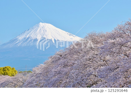 桜満開の龍巌淵　静岡 125291646