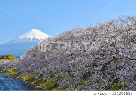 桜満開の龍巌淵 静岡 桜満開の龍巌淵 静岡 125291653