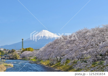桜満開の龍巌淵　静岡 125291654