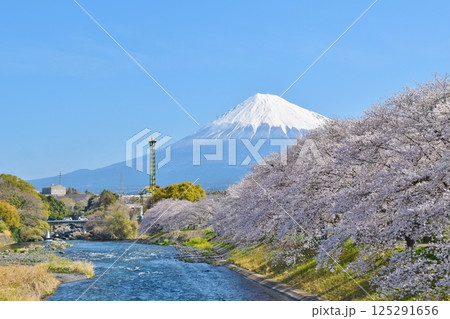 桜満開の龍巌淵 静岡 桜満開の龍巌淵 静岡 125291656