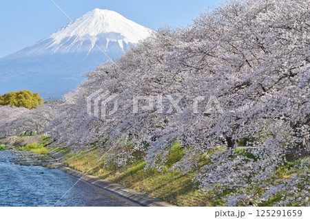 桜満開の龍巌淵　静岡 125291659