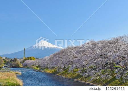 桜満開の龍巌淵　静岡 125291663
