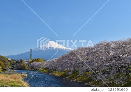 桜満開の龍巌淵　静岡 125291669
