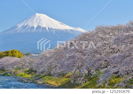 桜満開の龍巌淵　静岡 125291670