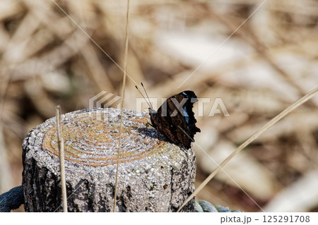 人工物に止まる越冬蝶ルリタテハ 人工物に止まる越冬蝶ルリタテハ 125291708
