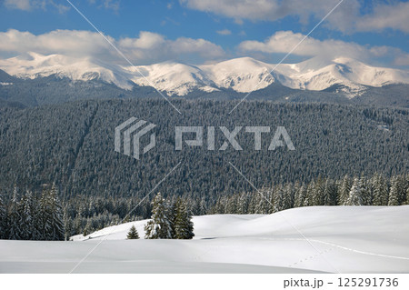 Winter landscape with high mountain hills covered with evergreen pine forest after heavy snowfall on cold wintry day. 125291736