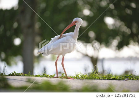 White ibis wild bird, also known as great egret or heron walking on grass in town park in summer 125291753