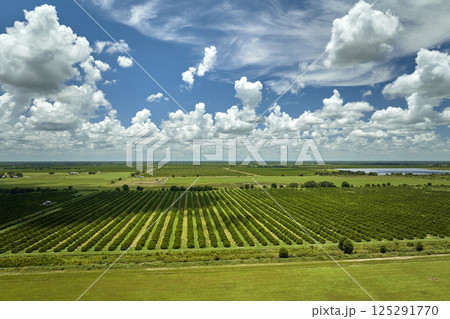 View from above of green farmlands with rows of orange grove trees growing on a sunny day in Florida View from above of green farmlands with rows of orange grove trees growing on a sunny day in Florida 125291770