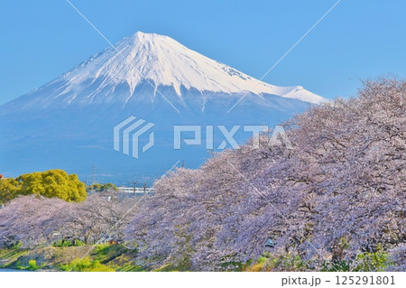 桜満開の龍巌淵　静岡 125291801