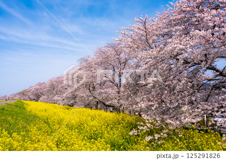 埼玉県の桜の名所　熊谷桜堤 125291826