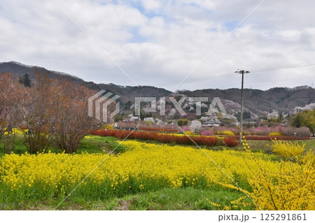 桜満開の花見山 福島 桜満開の花見山 福島 125291861