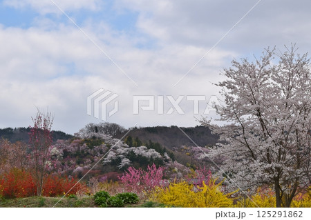 桜満開の花見山 福島 桜満開の花見山 福島 125291862