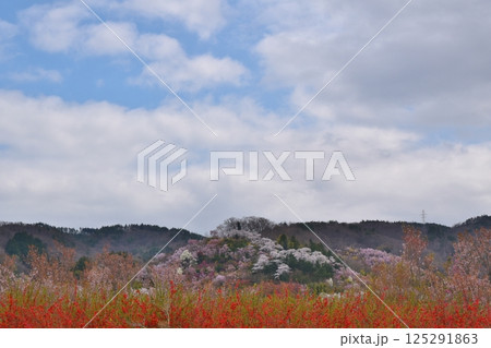 桜満開の花見山 福島 桜満開の花見山 福島 125291863