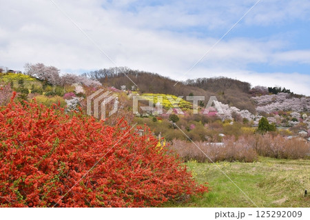 桜満開の生け花の里 福島 桜満開の生け花の里 福島 125292009