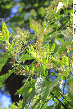 青木(アオキ)の花 青木(アオキ)の花 125292041