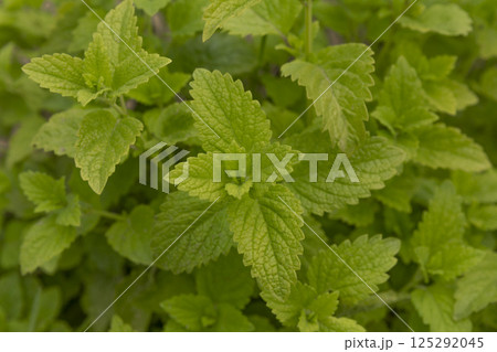 Lemon balm, common balm or balm mint. Melissa officinalis growing in the garden. It is a medicinal herb with vibrant green leaves. Top view background. 125292045