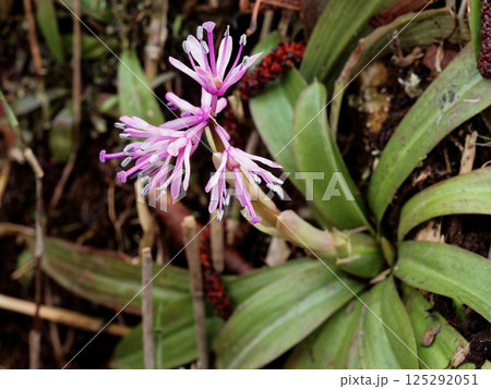 多年草の在来種 メランチウム科ショウジョウバカマ 125292051