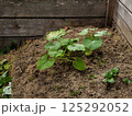 vegetables are grown in a compost bin. Wooden compost bin with organic food waste. Zero waste concept, organic recycling, ecological composting of food and garden waste. Gardening, agriculture. 125292052