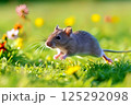 花咲く野原を走るヒメネズミ 花咲く野原を走るヒメネズミ 125292098