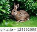 草むらに隠れるニホンノウサギ 草むらに隠れるニホンノウサギ 125292099