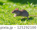 野原を走るヒメネズミ 野原を走るヒメネズミ 125292100