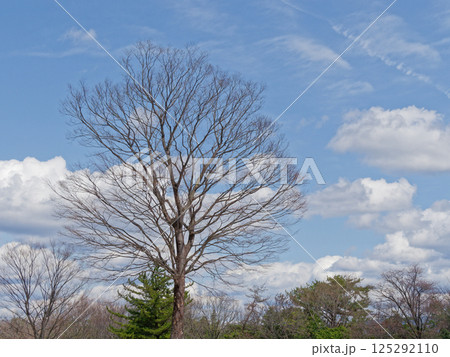 落葉広葉高木 ニレ科ケヤキの樹形  125292110