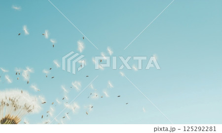 Dandelion seeds scatter in the wind against a backdrop 125292281