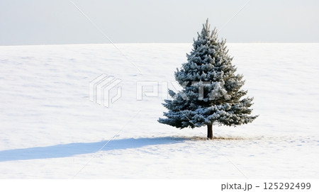 Small Frosty Pine Tree In Winter Snow 125292499