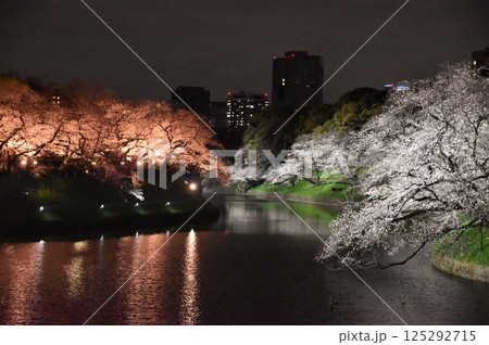 千鳥ヶ淵の夜桜 東京 千鳥ヶ淵の夜桜 東京 125292715