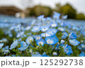 ネモフィラ 舎人公園 東京 ネモフィラ 舎人公園 東京 125292738