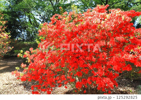 満開の霧島躑躅(キリシマツツジ) 満開の霧島躑躅(キリシマツツジ) 125292825