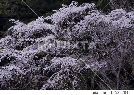 エドヒガンザクラ系統の品種シダレザクラ開花 エドヒガンザクラ系統の品種シダレザクラ開花 125292845