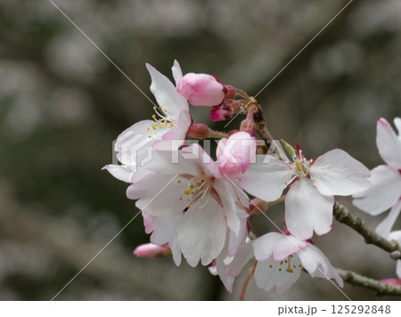 エドヒガンザクラの開花 エドヒガンザクラの開花 125292848