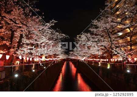 目黒川の夜桜　東京 125292895