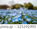 ネモフィラ 舎人公園 東京都 ネモフィラ 舎人公園 東京都 125292905