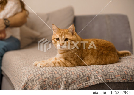 Cozy Ginger Cat Relaxing on a Sofa Beside a Person Cozy Ginger Cat Relaxing on a Sofa Beside a Person 125292909