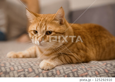 Calm Ginger Cat Resting on a Cozy Surface Calm Ginger Cat Resting on a Cozy Surface 125292910