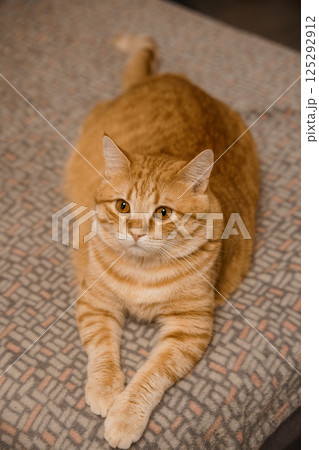 Adorable Ginger Tabby Cat Relaxing on a Cozy Bedspread Adorable Ginger Tabby Cat Relaxing on a Cozy Bedspread 125292912