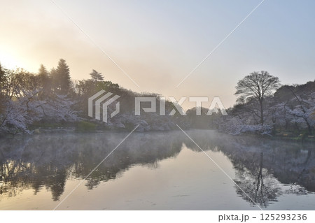 朝霧が立ち込める井の頭公園の桜　東京 125293236