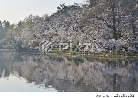 早朝の井の頭公園の桜 東京 早朝の井の頭公園の桜 東京 125293252