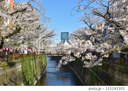 朝の目黒川の桜　東京 125293301