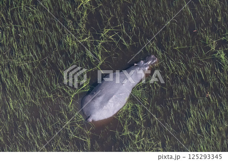 Aerial shot of an hippopotamus submerged in the Okavango Delta Aerial shot of an hippopotamus submerged in the Okavango Delta 125293345