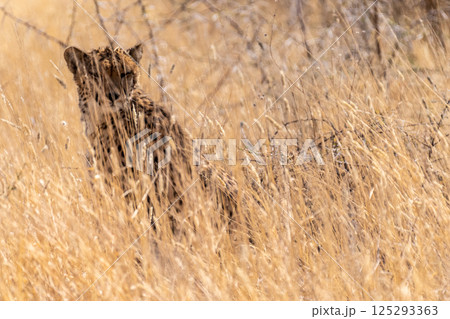 Cheetah hiding in the bushes 125293363