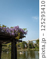千葉公園 藤棚 千葉公園 藤棚 125293410