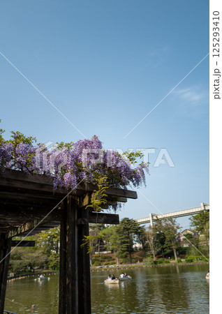 千葉公園 藤棚 千葉公園 藤棚 125293410