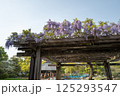 千葉公園 藤棚 春 千葉公園 藤棚 春 125293547