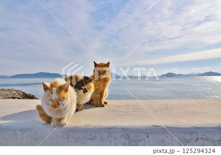 六島の猫たち 岡山 六島の猫たち 岡山 125294324