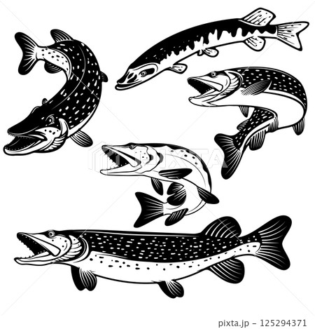 Pike fish icons. Design elements for fishing club or team. Seafood. Vector illustration. 125294371