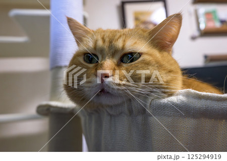 キャットタワーでくつろぐ茶トラのマンチカン 125294919